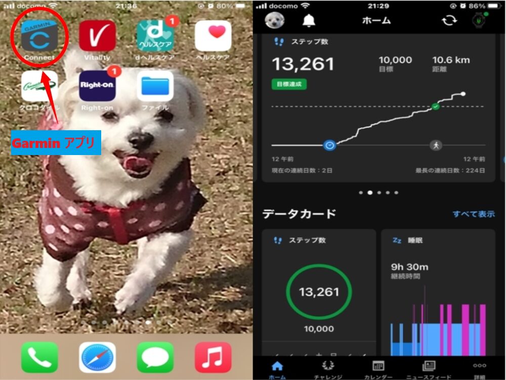 Garminアプリで歩数・睡眠データを管理しているスマホ画面と、愛犬リンちゃんの待ち受け画像